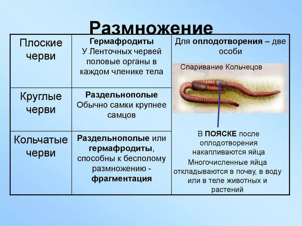 Полость тела плоские круглые кольчатые. Система размножения плоских червей. Система размножения плоских червей 7 класс. Особенности размножения плоских червей 7 класс. Половая система круглых червей таблица.