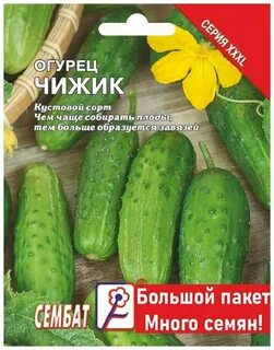 Огурцы сорт чижик
