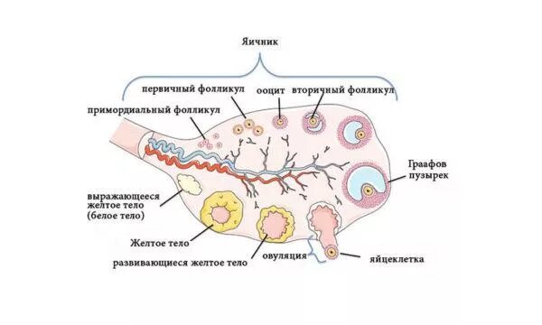 Сколько фолликулов у женщины. Схема развития фолликулов яичника. Схема развития фолликулов яичника овуляция образование желтого тела. Стадии развития фолликула схема. Схема созревания яйцеклетки.