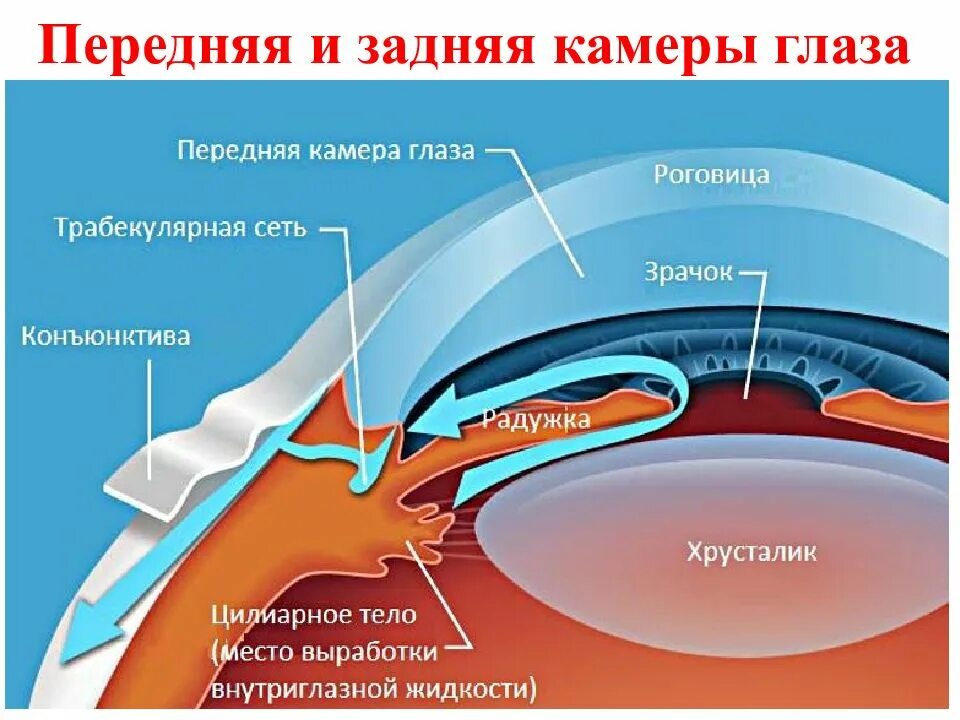 Передняя камера глаза в норме. Передняя и задняя камеры глаза. Строение глаза камеры. Хрусталик строение анатомия. Передняя камера глаза что это.