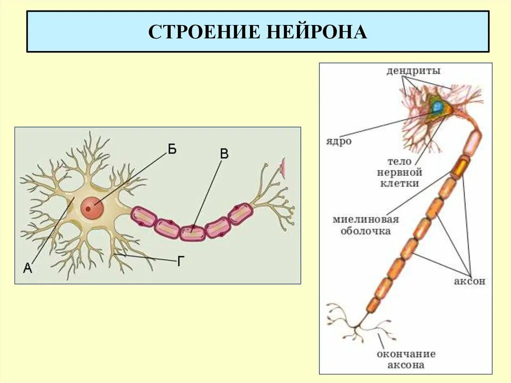 Строение нерва рисунок. Строение нервной клетки нейрона. Строение нейрона анатомия человека. Строение нейрона(м.с. Миловзорова, 1972). Строение нервной клетки строение нейрона.