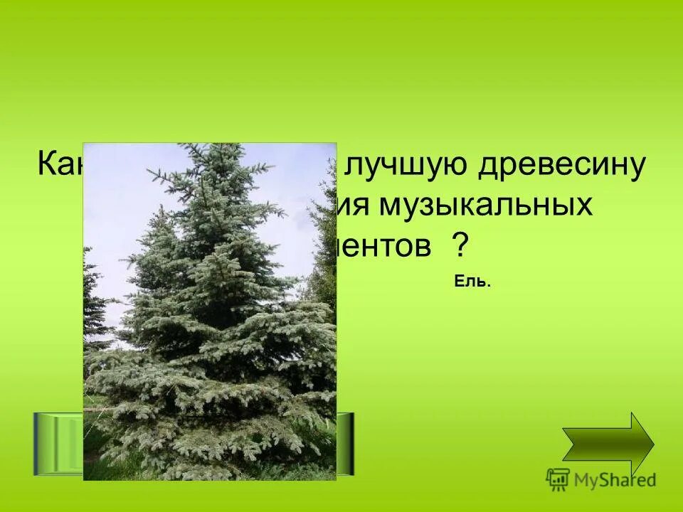 загадки про листву. загадки про ель и сосну. загадка про хвойные. загадки про деревья. пословица на тему сосна.