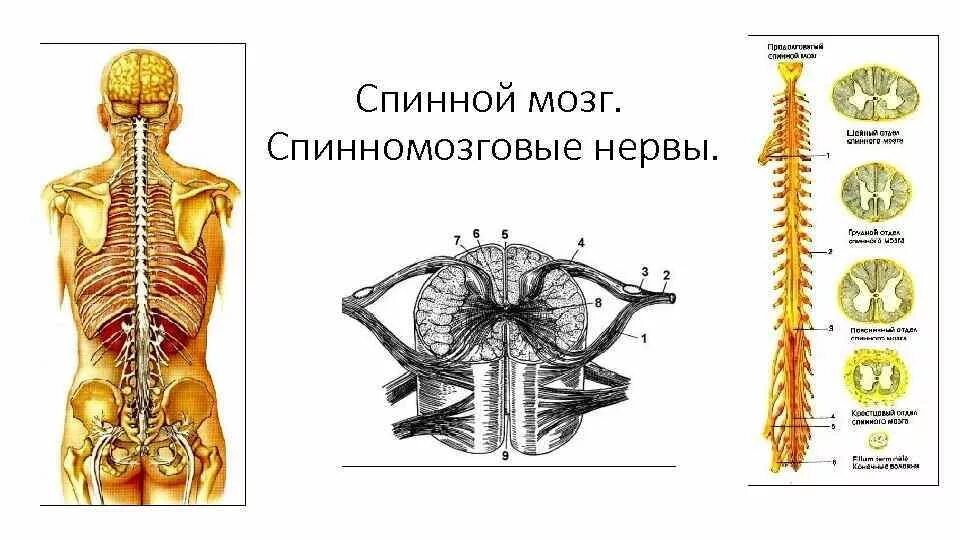 Что представляют собой спинномозговые нервы. Спинномозговые нервы. спинной мозг и спинномозговые нервы. нервы спинного мозга. спинальный нерв.