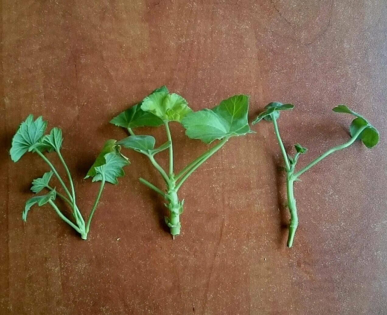 Пеларгония королевская ампельная. Пеларгония королевская ампельная. Черенкование королевской пеларгонии. Размножение королевской черенками. Размножение королевской черенками.