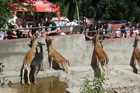 Зоопарк в ереване