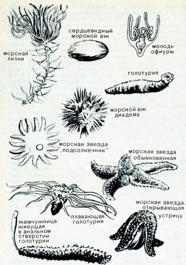 К какой группе относятся голотурии. Тип иглокожие представители. Строение иглокожих. Иглокожие морской огурец. Иглокожие рисунок биология.