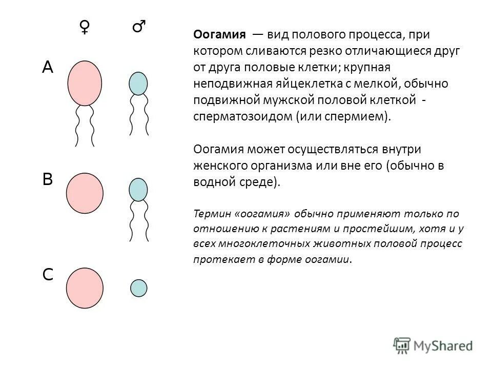 оогамия. оогамия тип размножения. формы полового размножения изогамия. типы полового процесса. половое размножение изогамия оогамия.