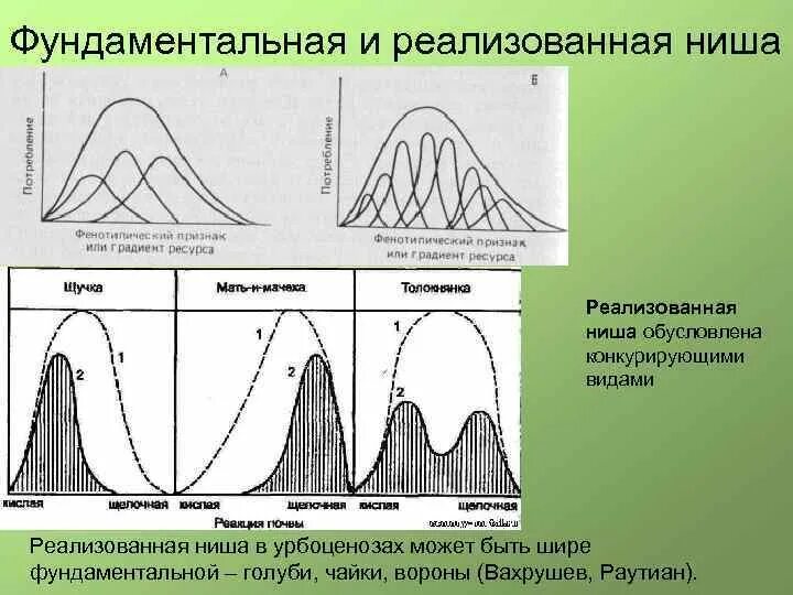 Экологические ниши фундаментальная и реализованная. Фундаментальная и реализованная экологическая ниша примеры. Потенциальная и реализованная экологическая ниша. Примеры фундаментальной ниши. Потенциальная ниша