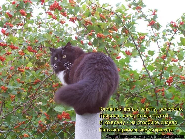 Песня маруся раз два три калина. Распрягайте, хлопцы, коней кубанский казачий хор. Текст песни распрягайте хлопцы. Слушать песню раз два три калина. Хор червона калина ростов досуг.