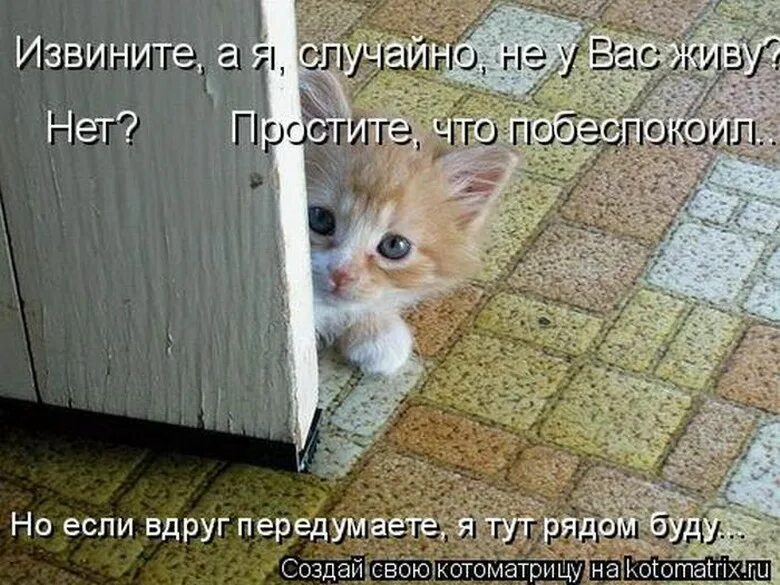 Удивление фото приколы. Привет чем занимаешься картинки. Мем ты далбаëб. Котенок извиняется. Хорошо чем там занимаетесь.