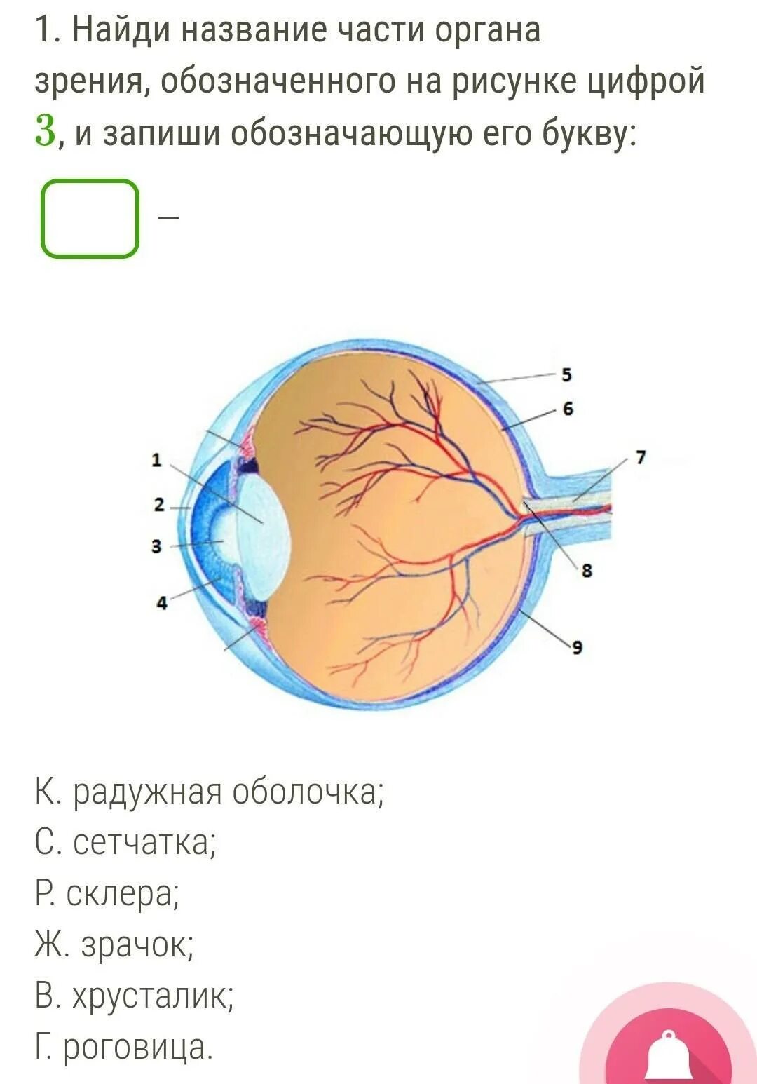 Зрительный цетептор в оболочке глаза. Зрительный Рецептор в оболочке глаза. Зрительные рецепторы человека расположены в области. Оболочка глаза в которой располагаются зрительные рецепторы. Каким номером на рисунке обозначена сетчатка