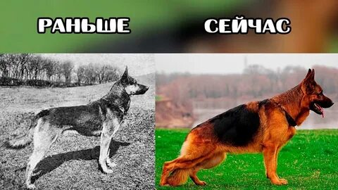 Собак теперь