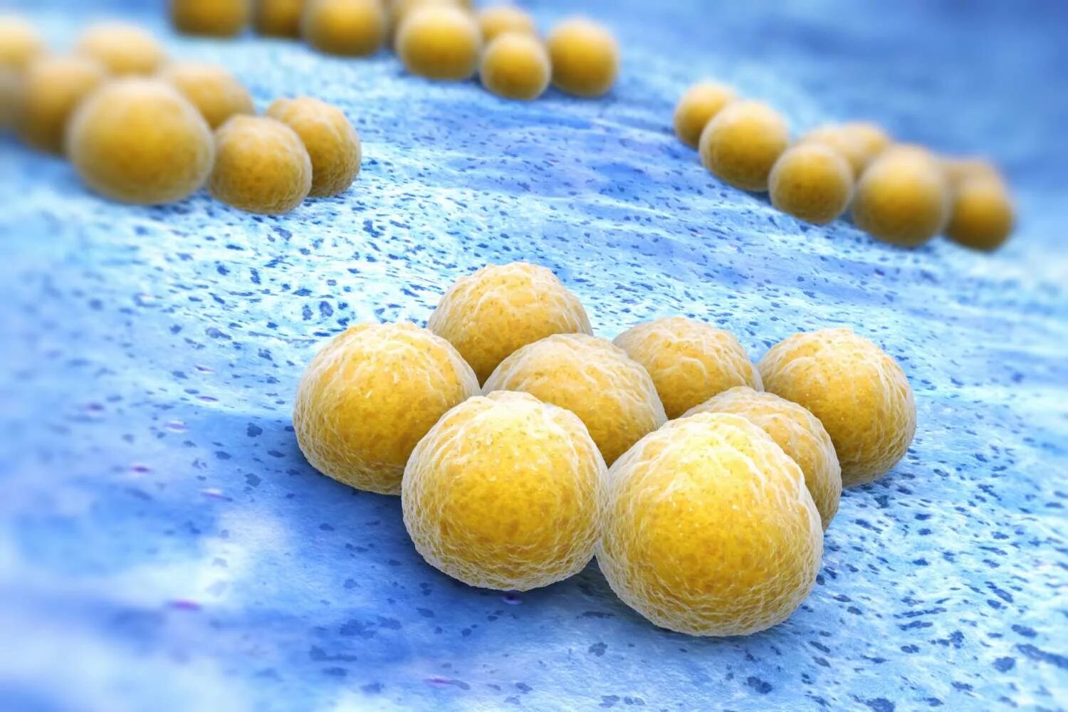 Стафилококк золотистый staphylococcus aureus. Стафилококк gallinarum. Стрептококк ауреус. Aureus золотистый стафилококк. Стафилококк ауреус.