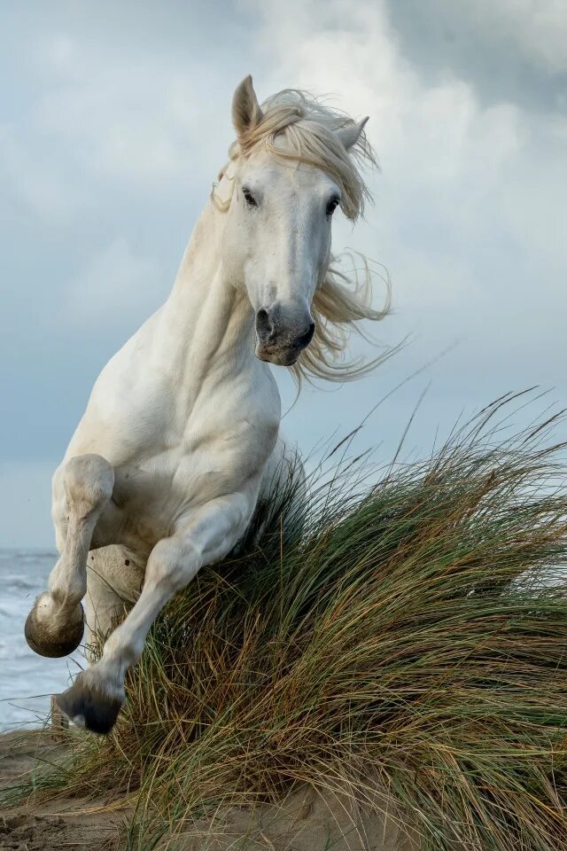 White Horse Galloping Through the Grass