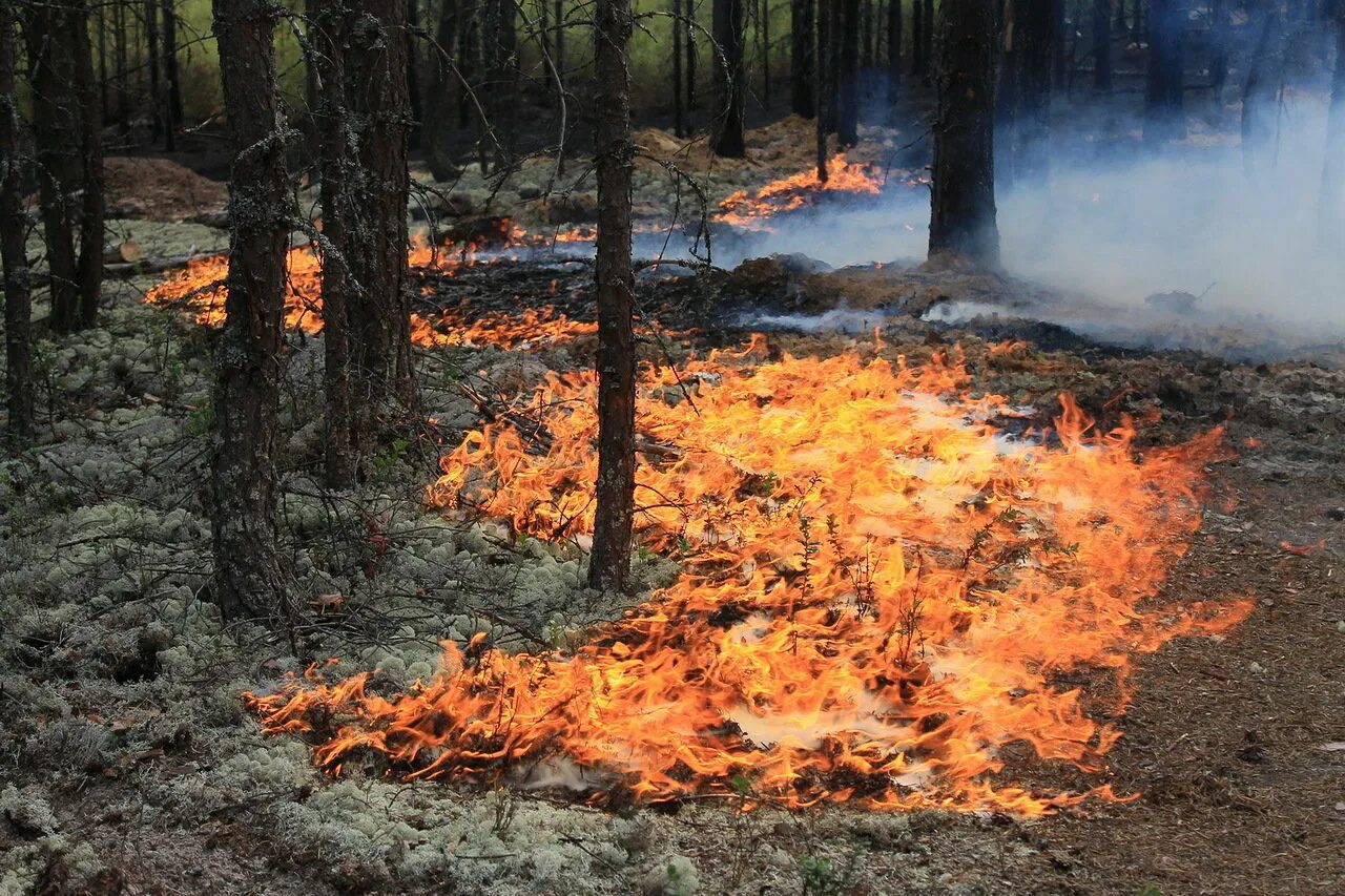 Лесные пожары 2 класс