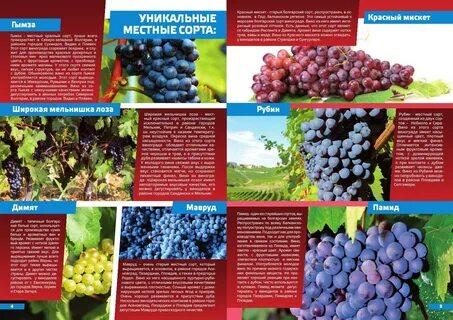 Какие сорта винограда используют для производства вина
