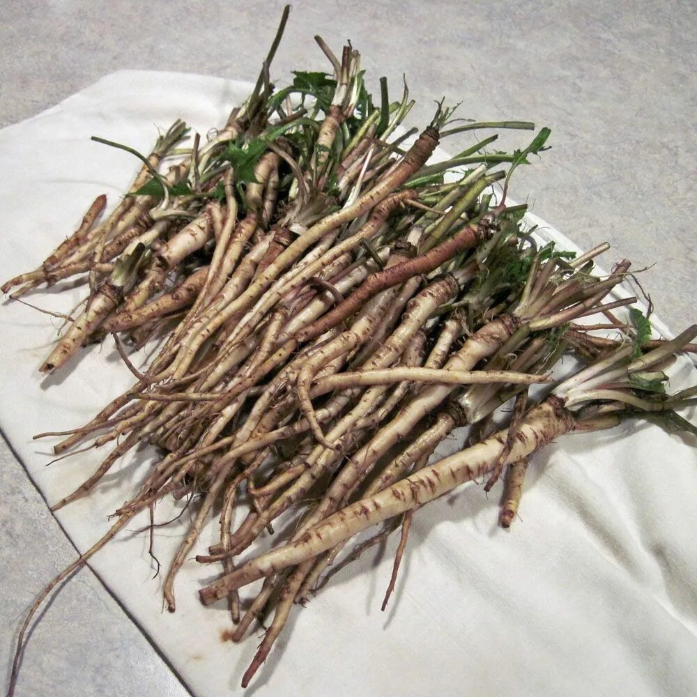 Корни которые можно есть. Dandelion root - корень одуванчика. Корни лекарственных растений. Целебный корень. Корень.