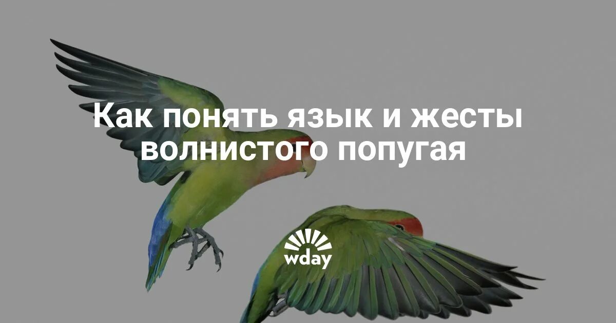 Волнистый попугай и человек. Как научить попугая разговаривать. Певчий и волнистый попугай. Попугай девочка. Как понять что говорит попугай.