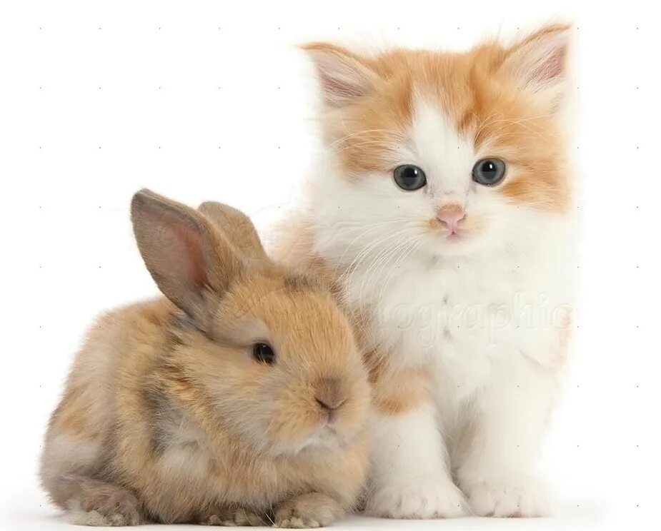 Котенок и зайчонок. Котята и крольчата. Котенок и зайчонок. Котенок и зайчонок. Котята и крольчата.