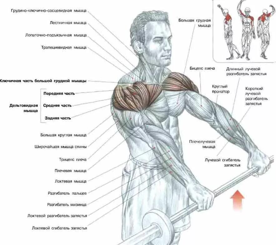 упражнения для расширения плеч. упражнения на плечи. упражнения для широких плеч. подъем гантелей на дельты. упражнения для мышц плеч.