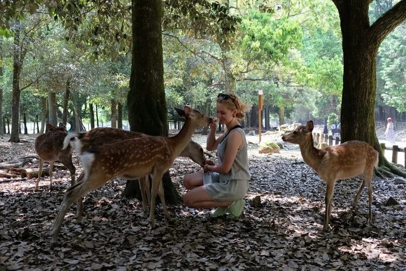 Олений парк йегерсборг. Нара япония олени. Парк оленей. Олений парк где. Нара — олений город.