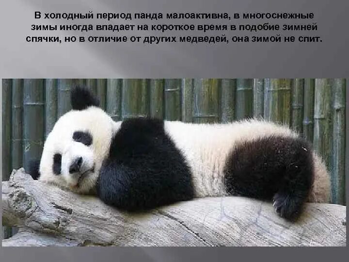 Панда ест. Сколько есть панда в день. Интересные факты о пандах. Панда символ wwf. Проект про панду.