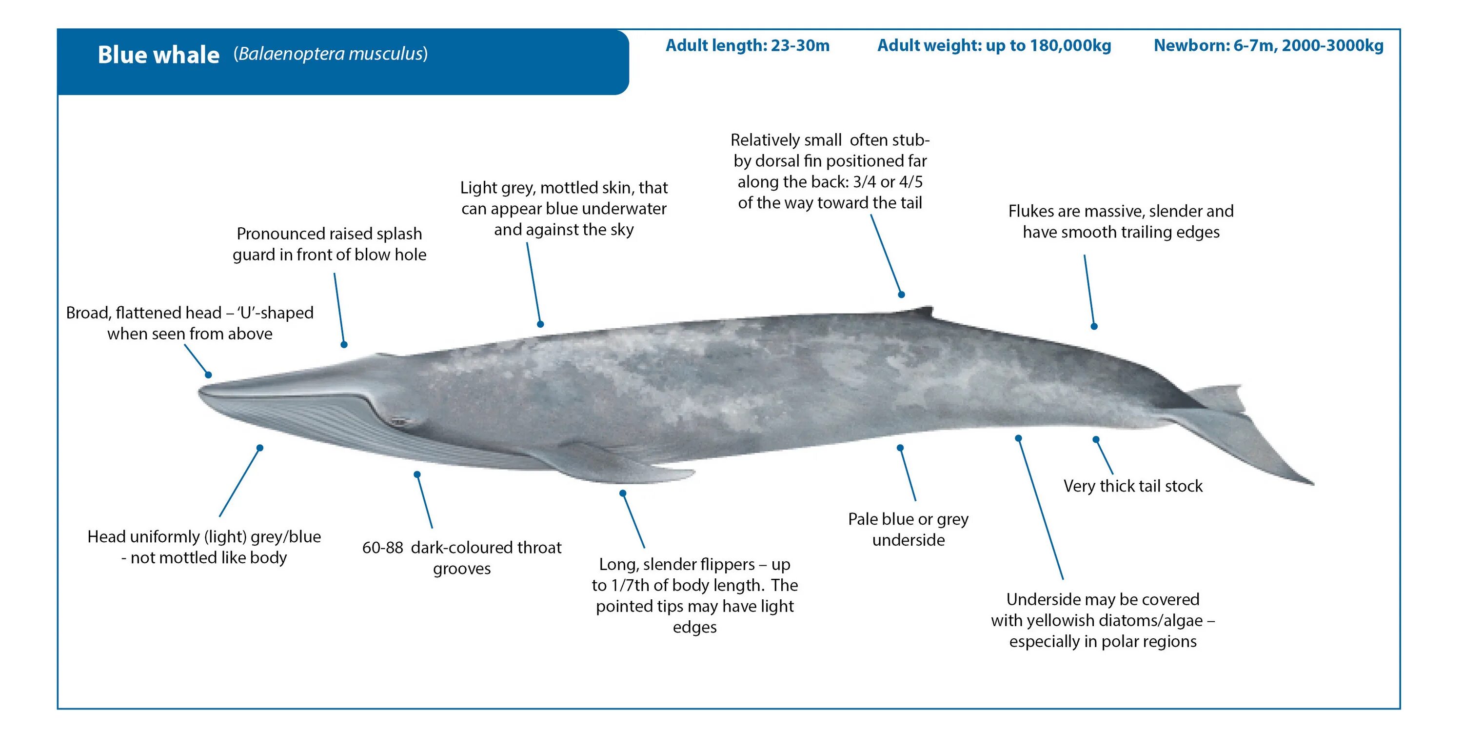 Физиологические признаки синего кита. Синий кит (длина 33 м). Максимальная длина синего кита. Синий кит самое большое животное. Кит Размеры максимальные.