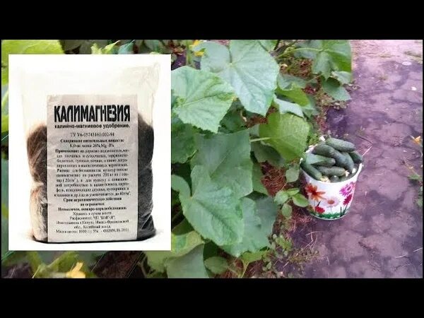 Подкормка листьев огурцов. Азотные удобрения для огурца. навоз для огурцов в теплице. железо для огурцов подкормка. калимагнезия для огурцов в теплице.