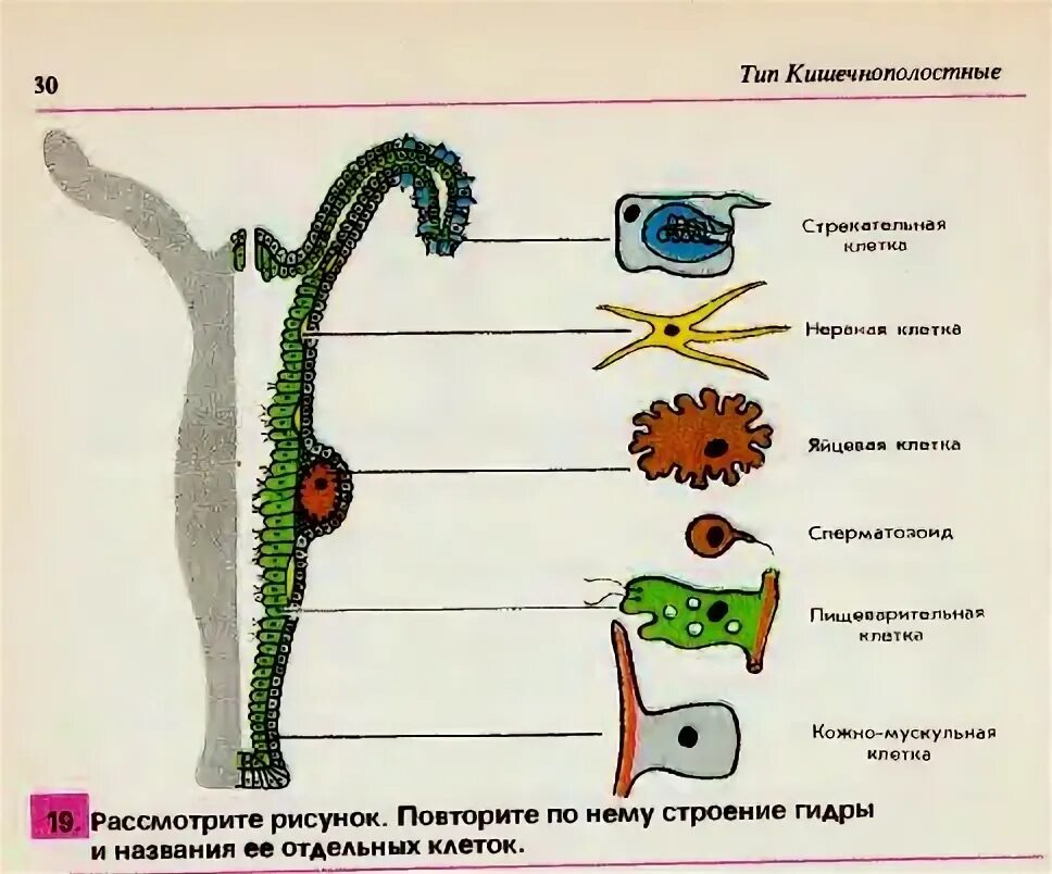 Кожно мускульные клетки. Клеточное строение гидры пресноводной таблица. Биология 7 класс схема: типы клеток гидры.. Типы клеток тела гидры. Половые клетки кишечнополостных эктодерма.