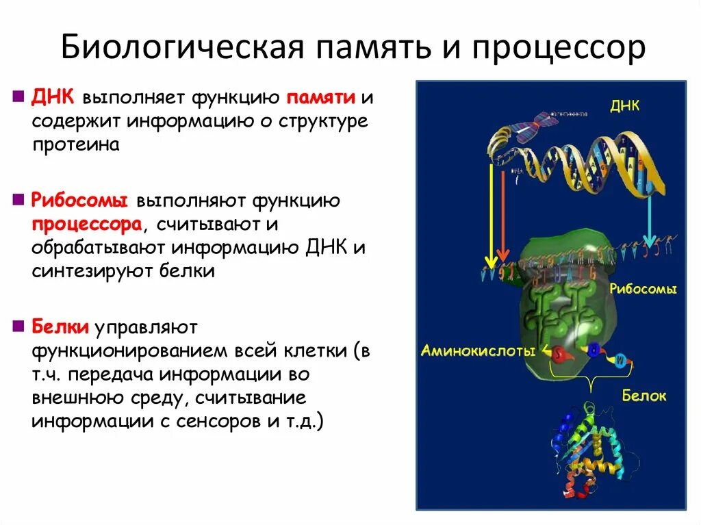 Белки наследственная функция. Биологические механизмы памяти. Какие функции выполняет ДНК. Биохимические основы памяти. Формы биологической памяти.