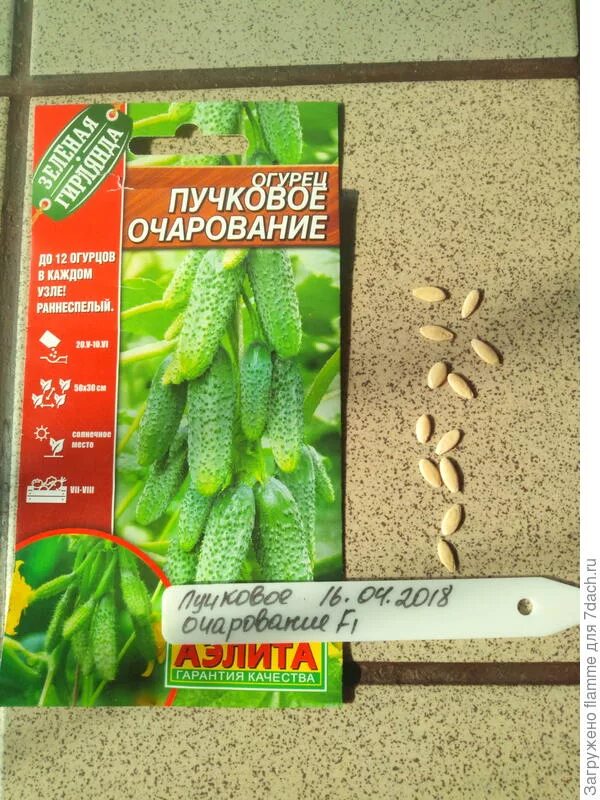 огурцы сорта пучковые ажур. огурец пучковое очарование f1. огурцов пучковые. огурец пучковое великолепие f1 уд. огурцы пучковые f1.