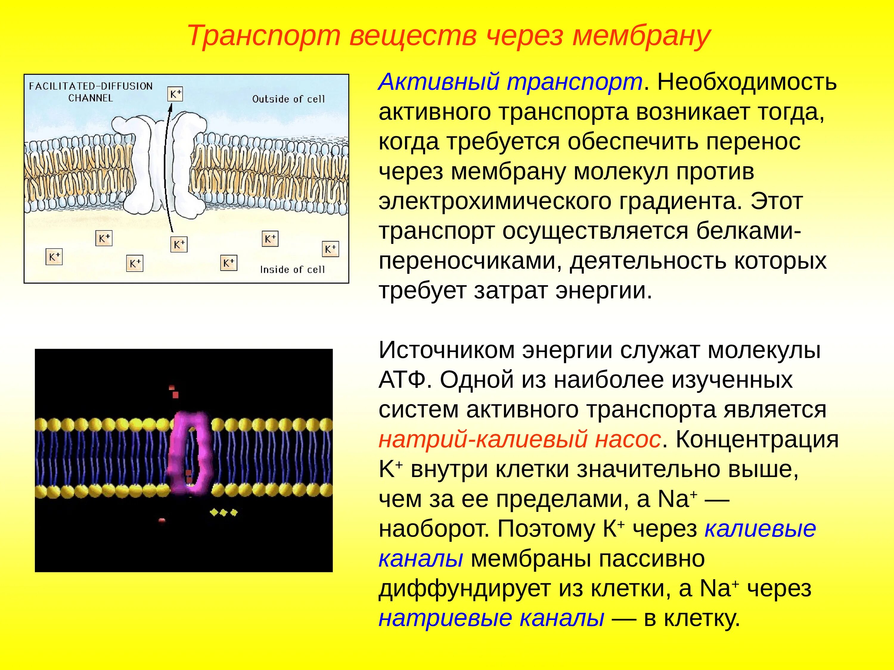 Активный ионный транспорт через клеточные мембраны. Пассивный транспорт ионов через клеточную мембрану. Способы переноса веществ через клеточную мембрану. Активный транспорт веществ через клеточную мембрану.