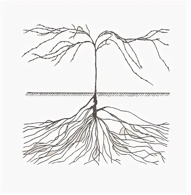 Корневая система винограда. Корни винограда. Виноград куст без листьев. Корни лозы в разрезе уходящие в землю.