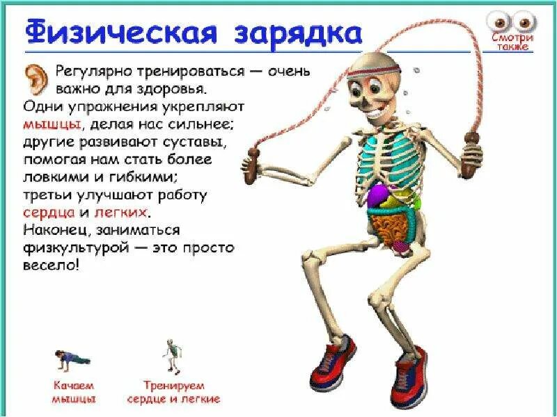 Почему важно знать как работает твой организм. Скелет человека строение для детей. скелет человека презентация для детей. доклад на тему организм человека. конспект по окружающему миру организм человека.