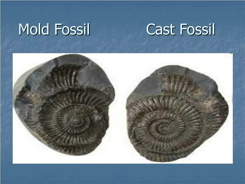 Fill in source fossil carbon organisms. Cast fossil. презентация the fossil. handbook fossils. fossil meaning.