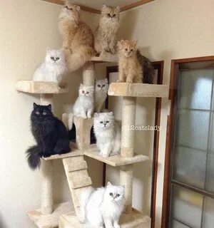 12 котиков