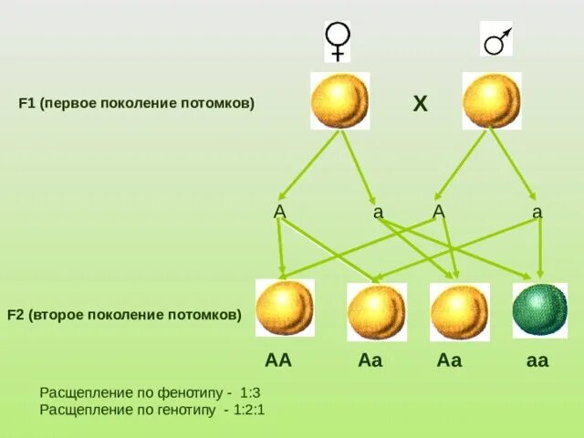 АА АА расщепление по генотипу. Расщепление по генотипу 1 1. Расщепление по фенотипу. Расщепление по генотипу и фенотипу.