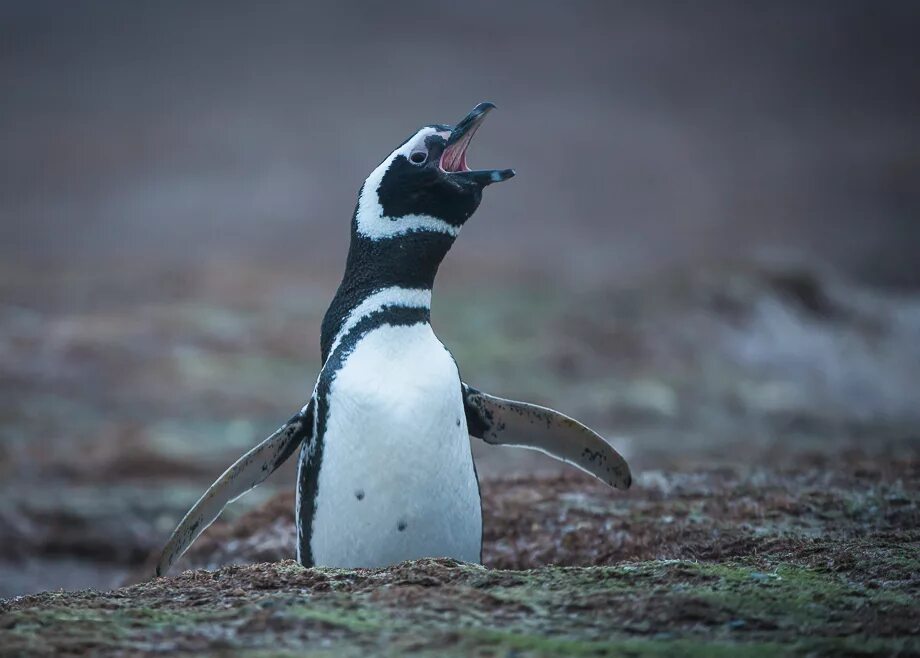 Магелланов Пингвин. Магелланов Пингвин птенец. Магелланов Пингвин в Южной Америке. Хохлатый Пингвин. Пингвин перевод
