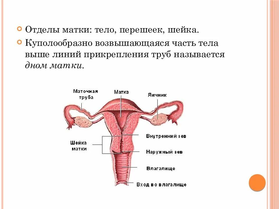 Внутреннее строение матки анатомия. Внутреннее строение матки и шейки матки. Анатомия матки внутренний зев.