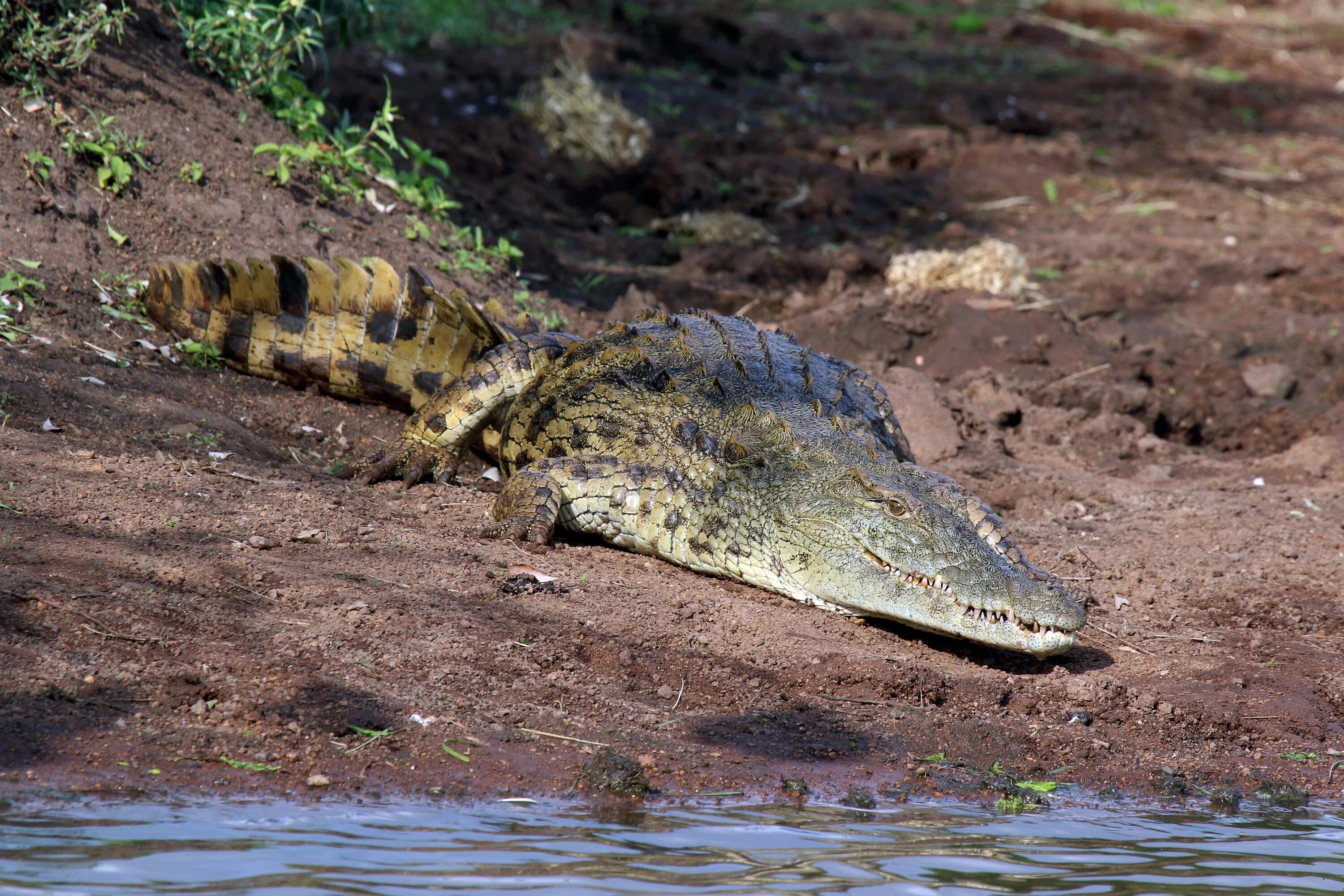 Нильский крокодил Crocodylus niloticus.