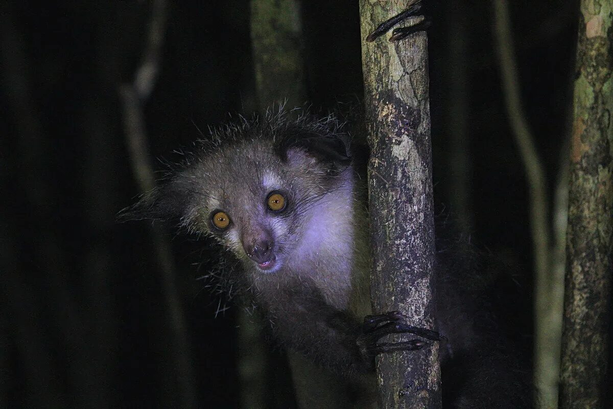 Мадагаскарская руконожка. 2 ай ай п т. Мадагаскарская руконожка ай-ай. 2 ай ай п т. Руконожка айе-айе.