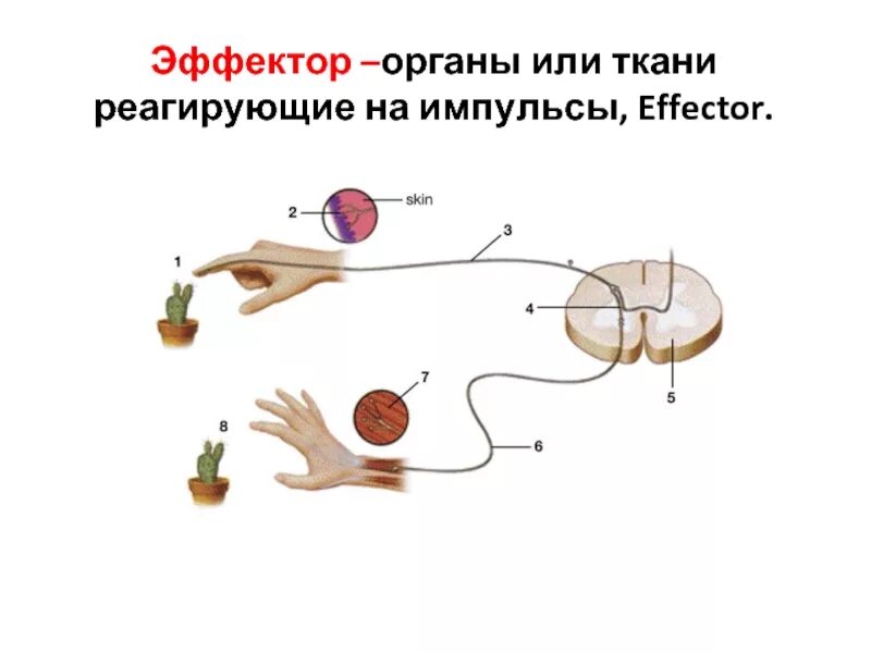 Рецепторы и эффекторы. Нервные окончания эффекторы. Рецепторы и эффекторы нервной ткани. Эффектор.