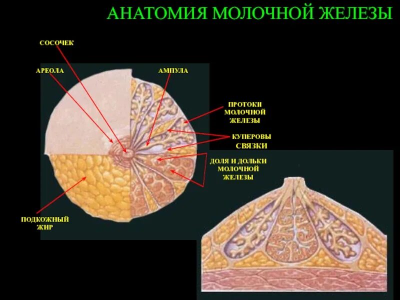 Доле груди. Молочные железы строение анатомия. Анатомия протоков молочной железы. Анатомия молочной железы доли дольки. Куперовы связки молочной железы.