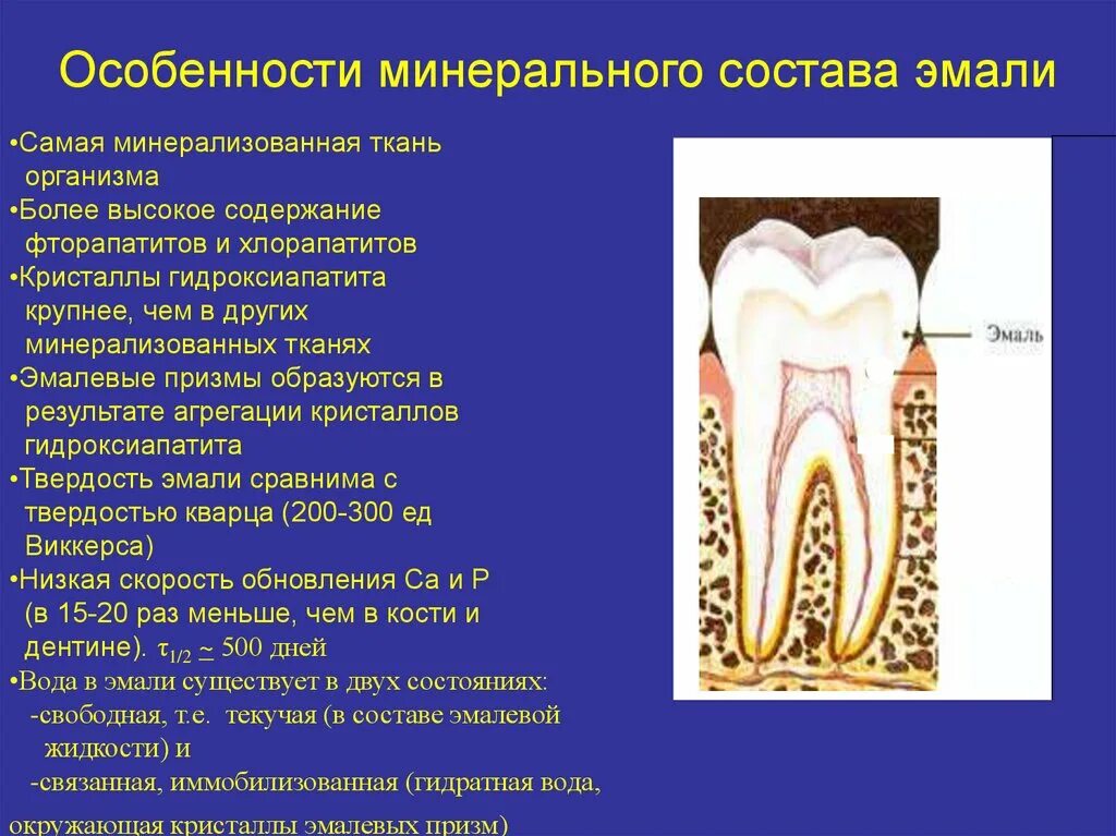 Функции тканей зубов. Минеральный состав дентина зуба. Минеральный состав дентина биохимия. Особенности минерального состава эмали.. Особенности строения эмали.