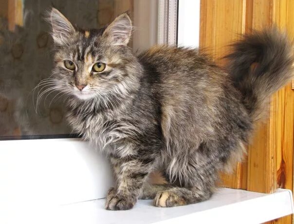 стрижки для кота мейн-кун. мейн кун без кисточек. мейн кун без кисточек. мейн кун без кисточек на ушах. мейн кун черный солид на серебре.