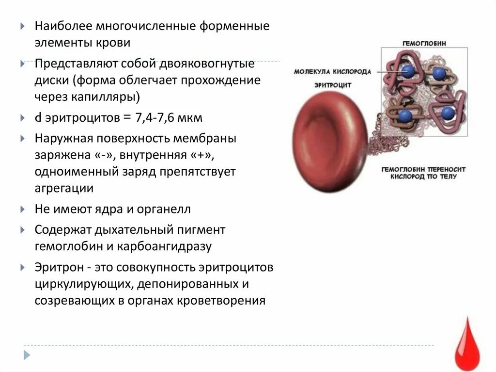 Форменные элементы крови двояковогнутой формы. Форменные элементы крови птицы. Наиболее многочисленные элементы крови. Форменные элементы крови физиология. Элементы крови с ядрами