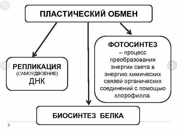 Привести примеры обменов. Пластический обмен веществ схема. Обмен веществ пластический обмен Биосинтез белков. Пластический обмен фотосинтез хемосинтез. Пластический обмен веществ таблица.