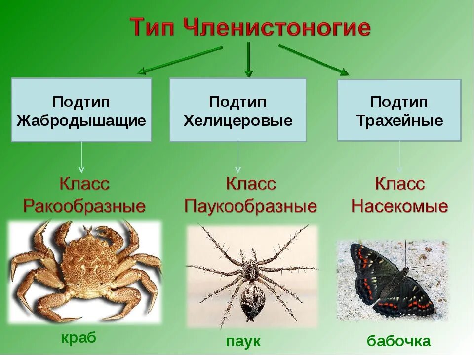 Отделы класса паукообразные. Chelicerata хелицеровые. Членистоногие ракообразные паукообразные насекомые. Таблица Членистоногие ракообразные паукообразные насекомые. Характеристика ракообразных паукообразных и насекомых.