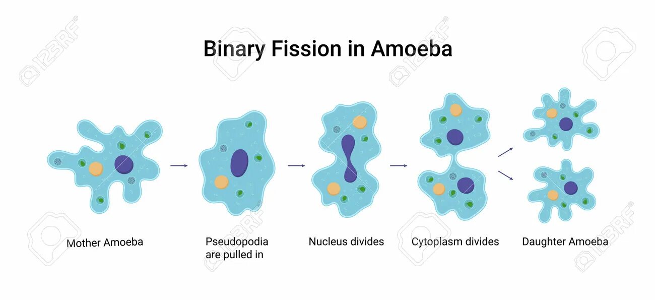 Fission перевод. Binary Fission. Binary Fission of bacteria. Скин Crystal Fission. Steps of binary Fission.