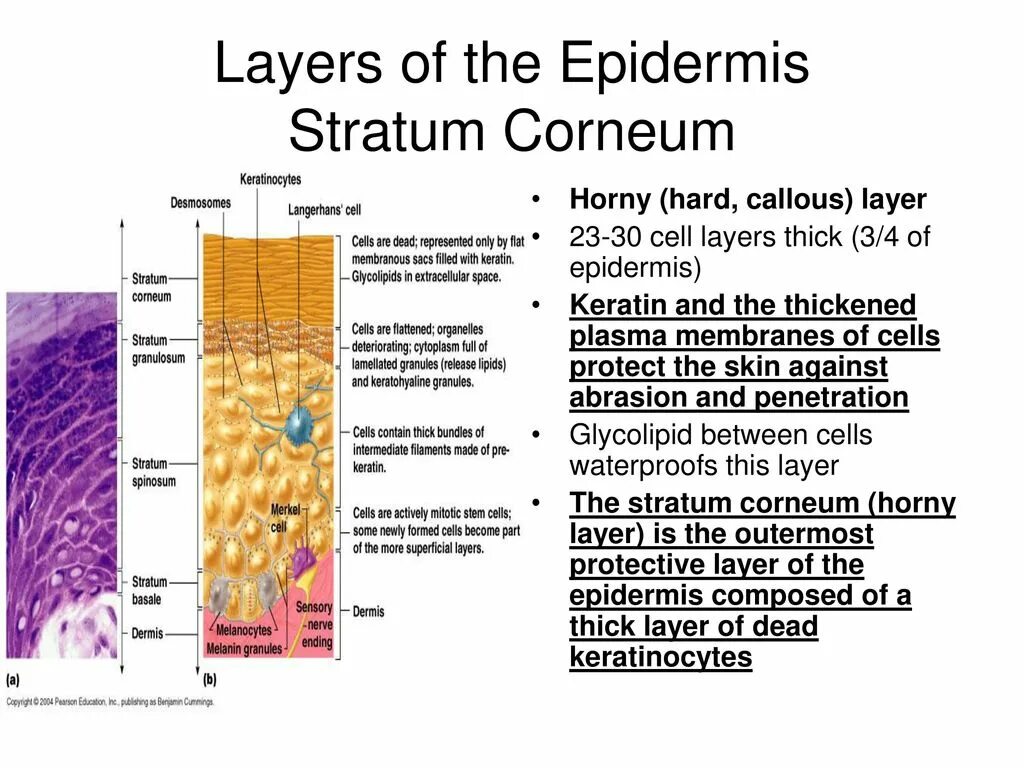 Thick layer. Thick layer
